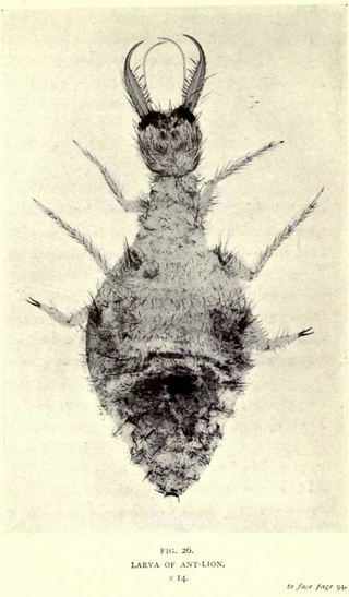 Illustration for article titled 110 Years Ago, These Microscopic Photos Horrified Londoners